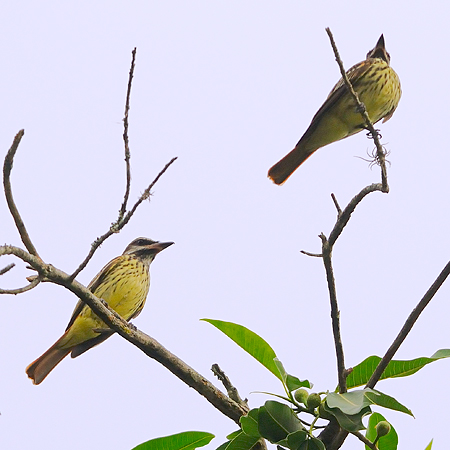 Photo (3): Sulphur-bellied Flycatcher