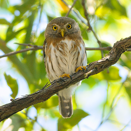 Photo (1): Tamaulipas Pygmy-Owl