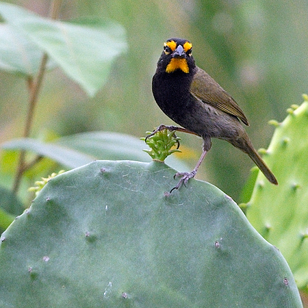 Photo (1): Yellow-faced Grassquit