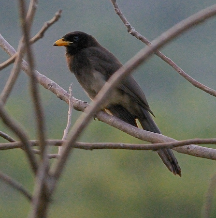 Photo (14): Brown Jay