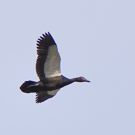 Photo (3): Muscovy Duck