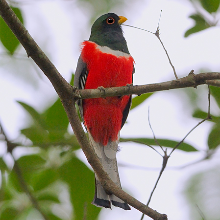 Photo (4): Elegant Trogon