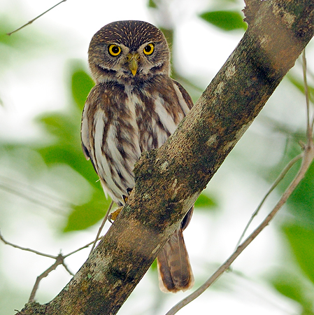Photo (9): Ferruginous Pygmy-Owl