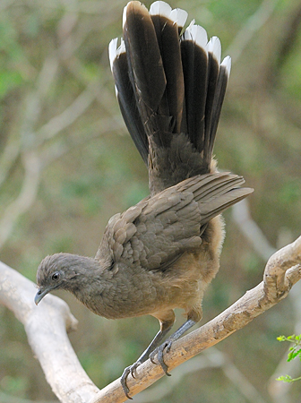 Photo (5): Plain Chachalaca