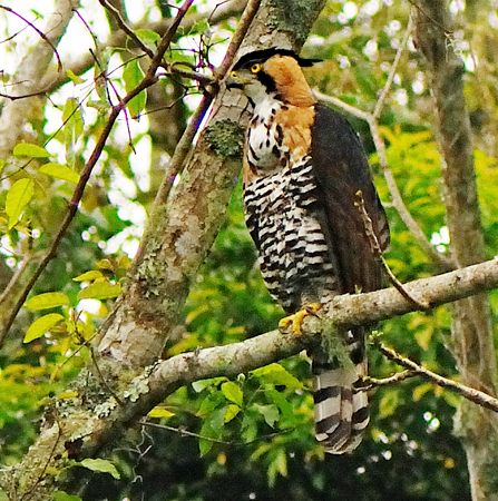 Photo (1): Ornate Hawk-Eagle