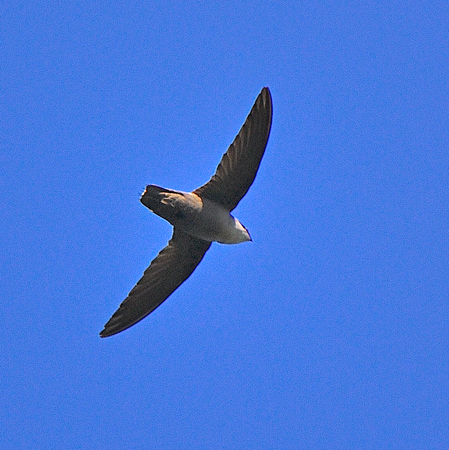 Photo (1): Chimney Swift