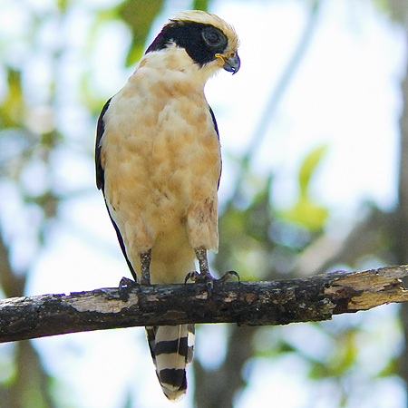 Photo (2): Laughing Falcon