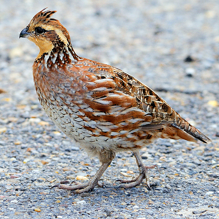 Photo (2): Northern Bobwhite