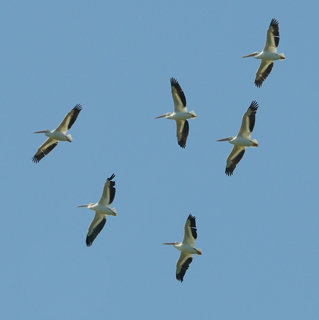 Photo (2): American White Pelican