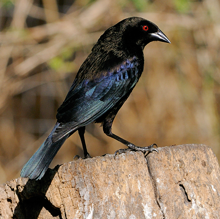 Photo (1): Bronzed Cowbird