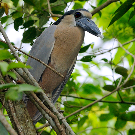 Photo (3): Boat-billed Heron