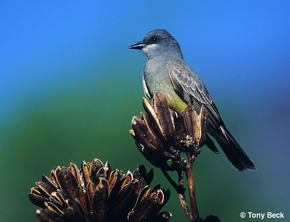 Photo (15): Cassin's Kingbird