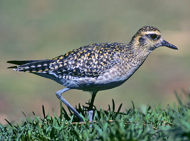 Photo (15): Pacific Golden-Plover