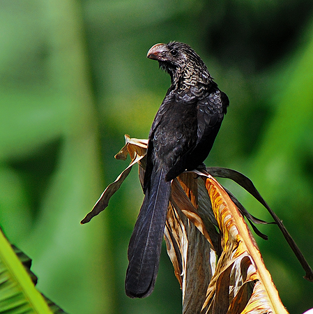 Photo (6): Smooth-billed Ani
