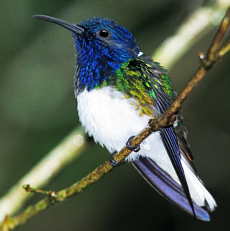 Photo (1): White-necked Jacobin