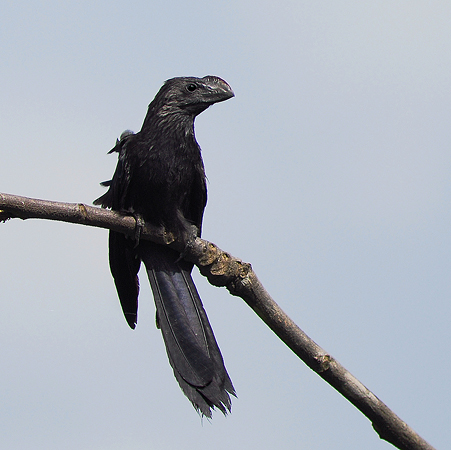Photo (8): Smooth-billed Ani