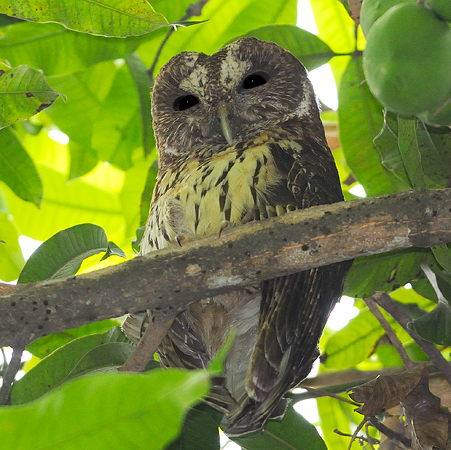 Photo (1): Mottled Owl