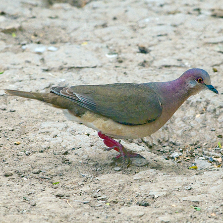 Photo (4): White-tipped Dove