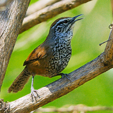 Photo (1): Spot-breasted Wren