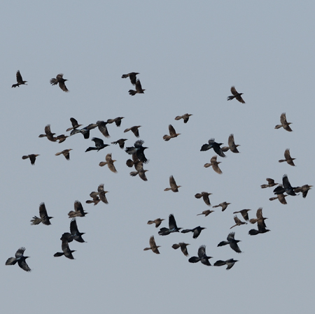 Photo (7): Great-tailed Grackle