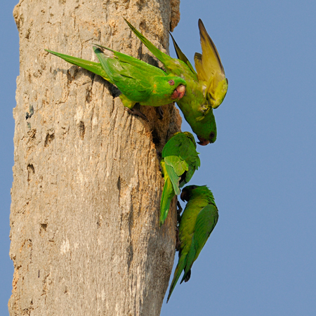 Photo (1): Green Parakeet