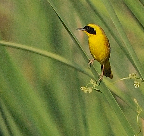 Photo (1): Altamira Yellowthroat