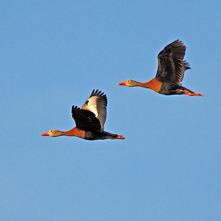 Photo (8): Black-bellied Whistling-Duck