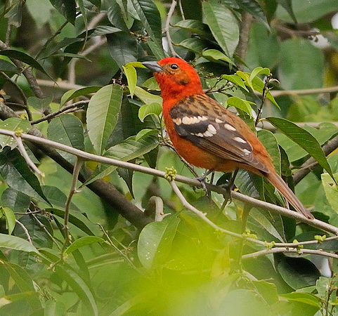 Photo (1): Flame-colored Tanager