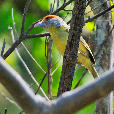 Photo (1): Rufous-browed Peppershrike