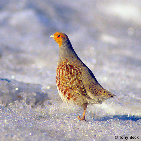 Photo (3): Gray Partridge