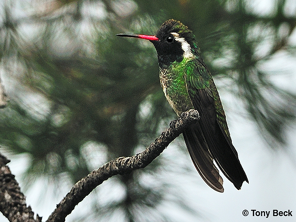 Photo (2): White-eared Hummingbird