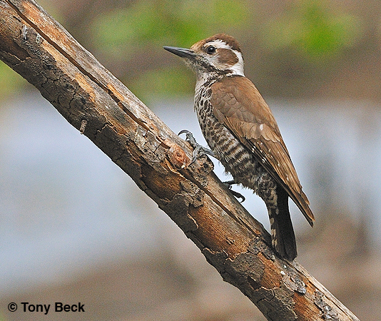 Photo (4): Arizona Woodpecker