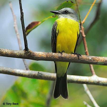 Photo (1): Tropical Kingbird