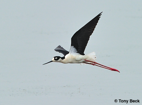 Photo (3): Black-necked Stilt