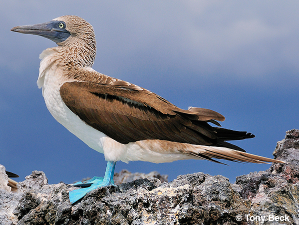 Photo (1): Blue-footed Booby