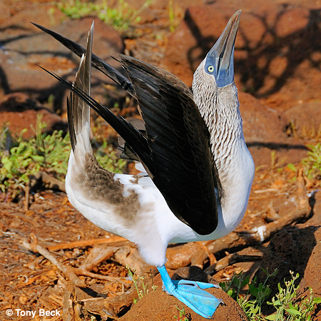Photo (2): Blue-footed Booby