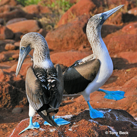 Photo (3): Blue-footed Booby
