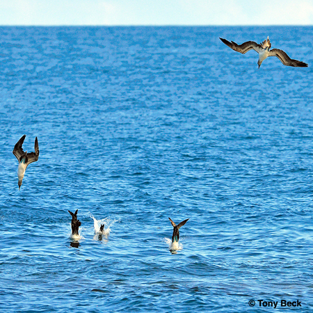Photo (6): Blue-footed Booby