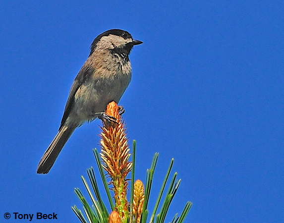 Photo (7): Carolina Chickadee