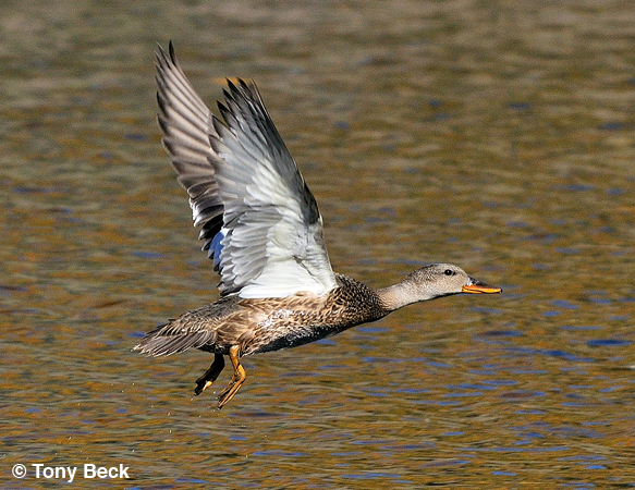 Photo (2): Gadwall