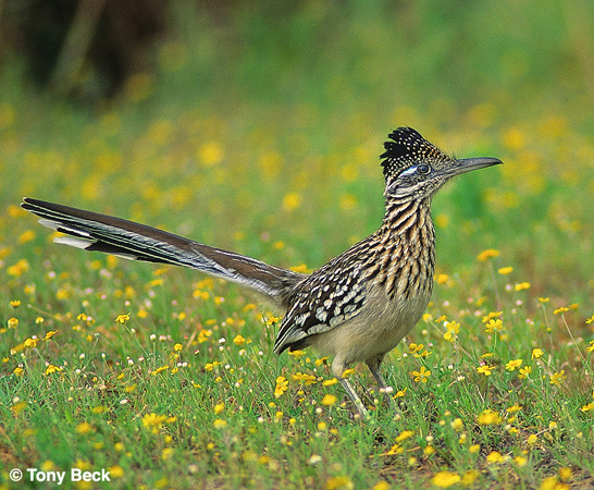 Photo (3): Greater Roadrunner