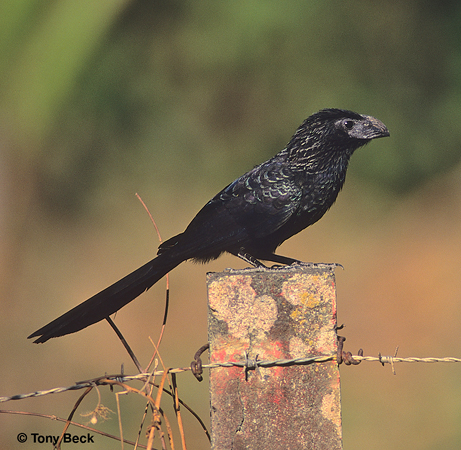 Photo (6): Groove-billed Ani