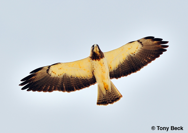 Photo (2): Swainson's Hawk