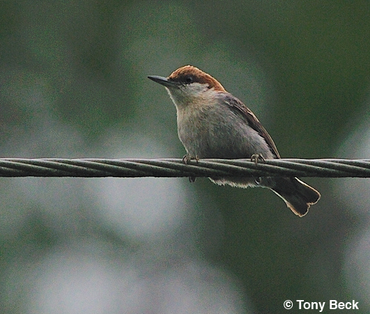 Photo (5): Brown-headed Nuthatch