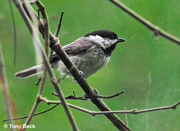 Photo (5): Carolina Chickadee