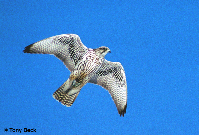 Photo (13): Gyrfalcon