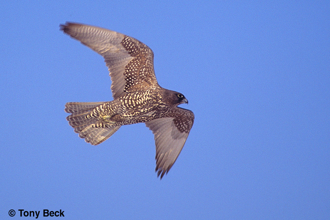 Photo (12): Gyrfalcon