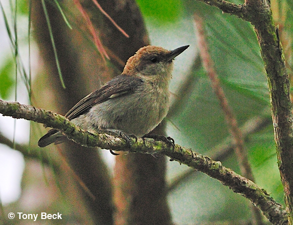 Photo (8): Brown-headed Nuthatch