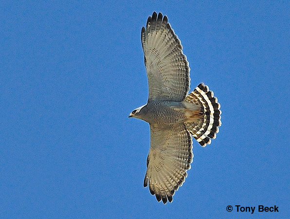 Photo (4): Gray-lined Hawk