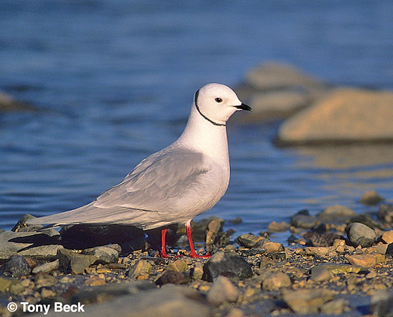 Photo (1): Ross's Gull